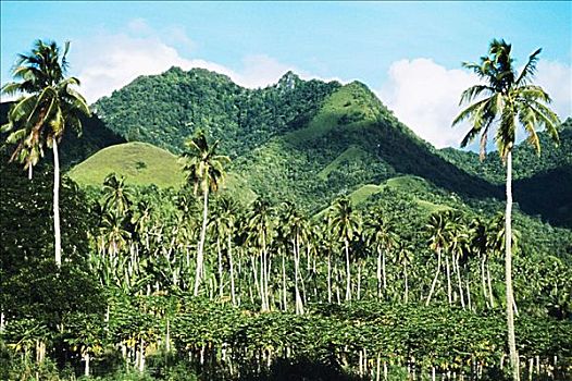库克群岛,拉罗汤加岛,茂密,风景,棕榈树,山峦