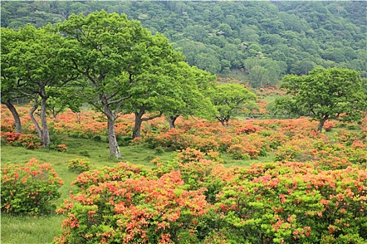 日本,杜鹃花,高原