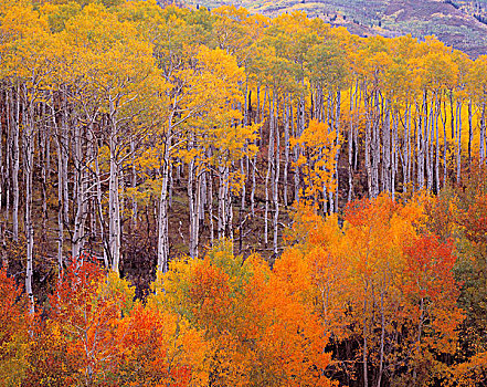彩色,秋天,白杨,科罗拉多,美国