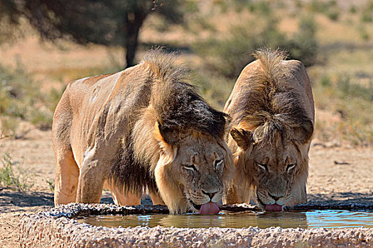 两个,狮子,雄性,喝,水坑,卡拉哈迪大羚羊国家公园,北开普,南非,非洲