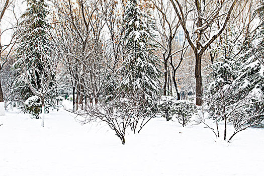 雪景