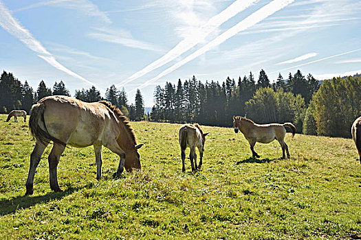 群,马,牧场,秋天,巴伐利亚森林国家公园,巴伐利亚,德国