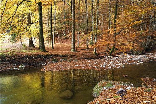 河流,秋日树林,感知,地区,瑞士,欧洲