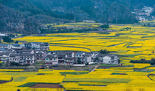 贵州万峰林油菜花开