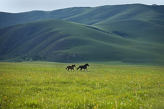 马,跑,地点,生态,保存,内蒙古,中国