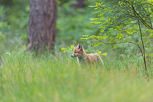 幼兽,红狐,狐属,树林,德国