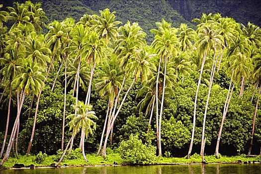 棕榈树,水岸,社会群岛,法属玻利尼西亚