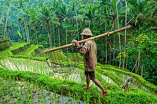 农民,工作,稻米梯田,乌布,巴厘岛,印度尼西亚,亚洲