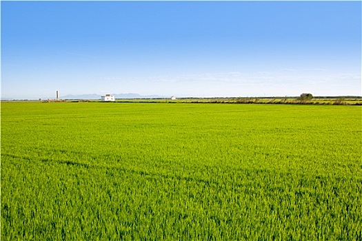 青草,稻田,瓦伦西亚,西班牙