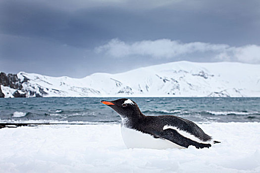 南极,南设得兰群岛,巴布亚企鹅,休息,雪中,欺骗岛