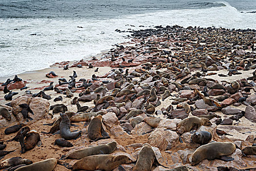 褐色,海狗,生物群,毛海狮,休息,海岸,克罗斯角,骷髅海岸,纳米比亚,非洲