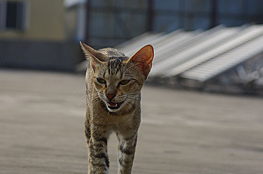 狸花猫