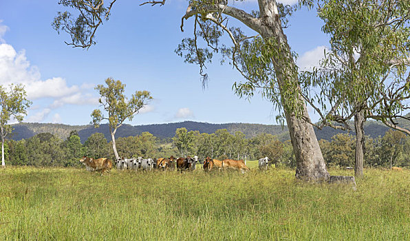 澳大利亚,风景,橡胶树,母牛