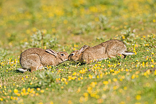 欧洲,兔子,两个,成年人,嗅,相互,沿岸,草地,北方,福克斯通,英格兰,英国