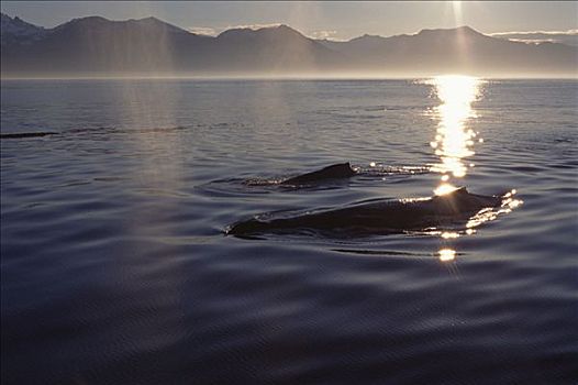 驼背鲸,大翅鲸属,鲸鱼,一对,日落,东南阿拉斯加