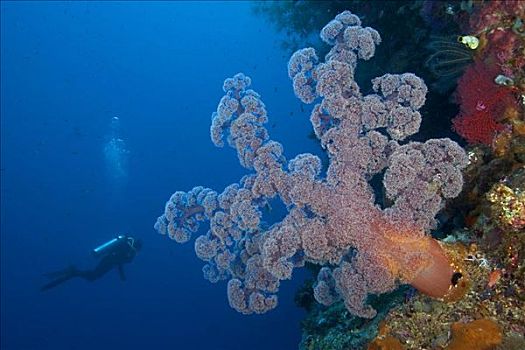印度尼西亚,班达海,珊瑚礁景,潜水