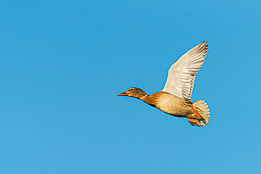 野鸭,绿头鸭,雌性,飞,蓝天,黑森州,德国,欧洲