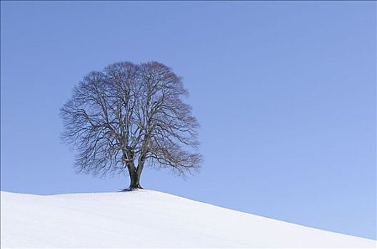 菩提树,酸橙树,椴树属,山,冬天,苏黎世,瑞士,欧洲