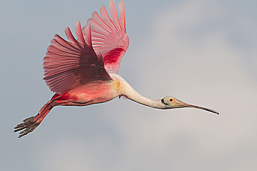 粉红琵鹭,飞,西安,生物保护区,墨西哥