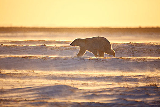 北极熊,旅行,雪景,曼尼托巴,加拿大
