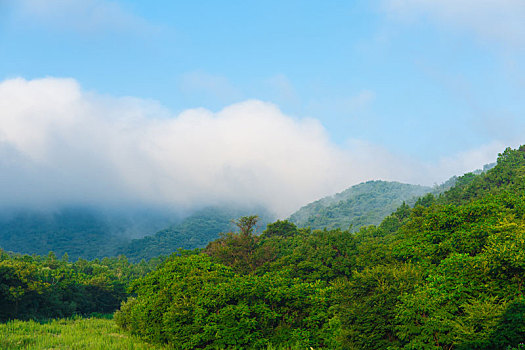 高山森林和云雾