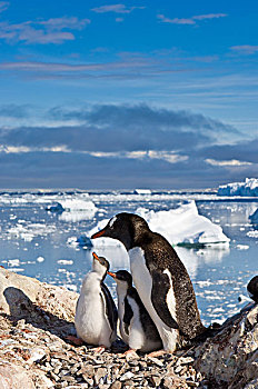 南极,小湾,港口,巴布亚企鹅,家族