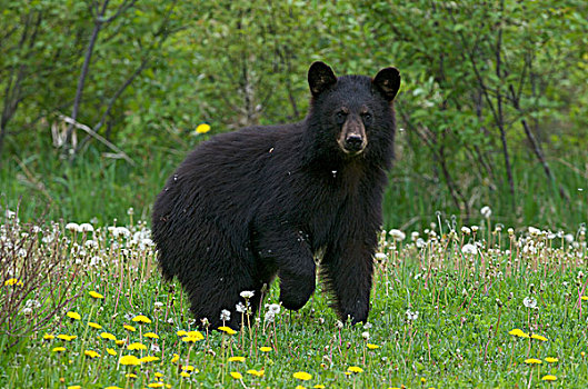 野生,美洲黑熊,草,省立公园,安大略省