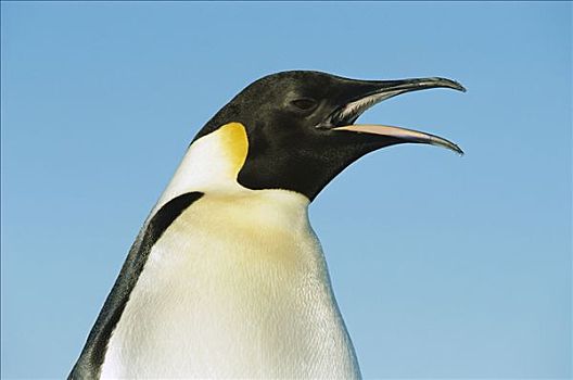 帝企鹅,发声,威德尔海,南极