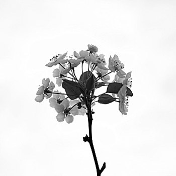 黑白梨花