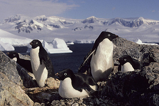 南极半岛,区域,岛屿,阿德利企鹅,生物群