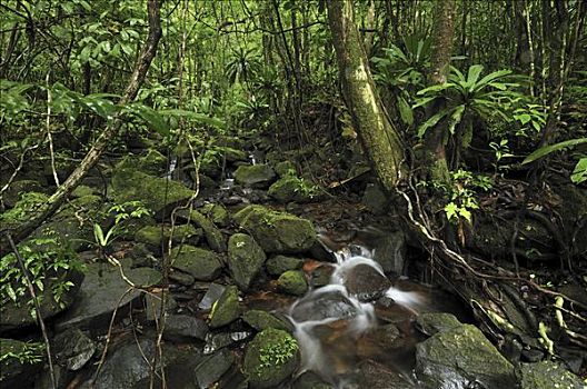 溪流,热带雨林,国家公园,马达加斯加