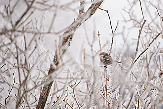 鸟,坐,枝条,丁香,冬景