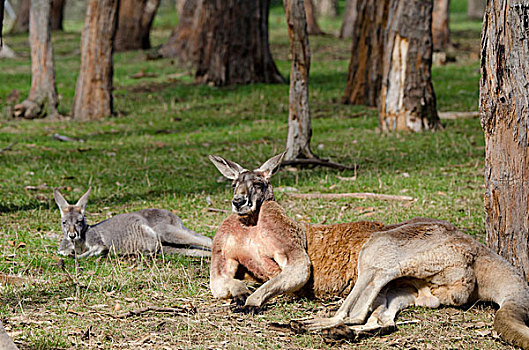澳大利亚,阿德莱德,野生动植物园,红色,袋鼠,红袋鼠,一对,背影,大,正面