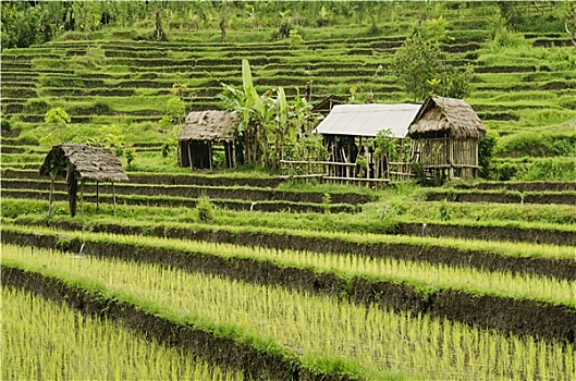 稻田,风景,巴厘岛,印度尼西亚