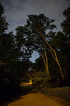 树,弯腰,丝绸之路,道路,夜晚,小,附近,乔治亚,美国