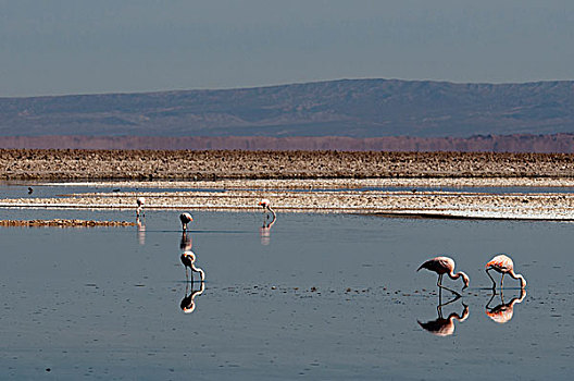 智利红鹤,盐湖,阿塔卡马沙漠,智利