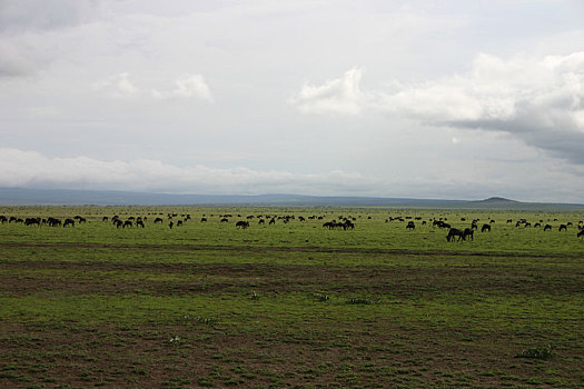 角马,野生,羚羊,非洲,博茨瓦纳,大草原
