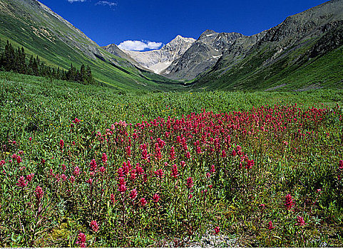 俯视,草地,山谷,火焰草,北方,落基山脉