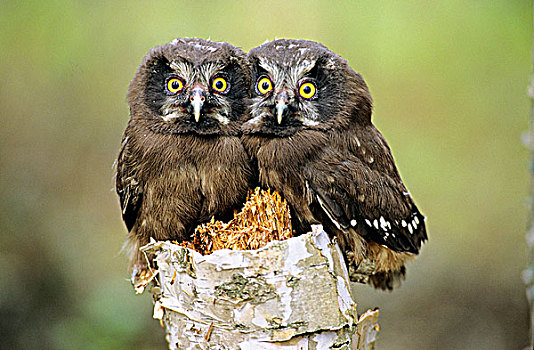 幼兽,鬼鸮,幼禽,北方,艾伯塔省,加拿大