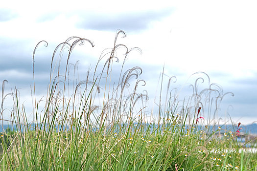 青龙湖湿地公园的芦苇
