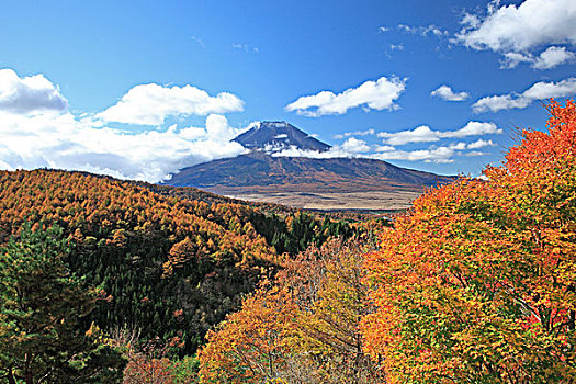 秋叶,山,富士山