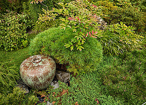 自然,静物,观赏花园,陶瓷,地面,花瓶,多样,绿色,灌木,大理石地板