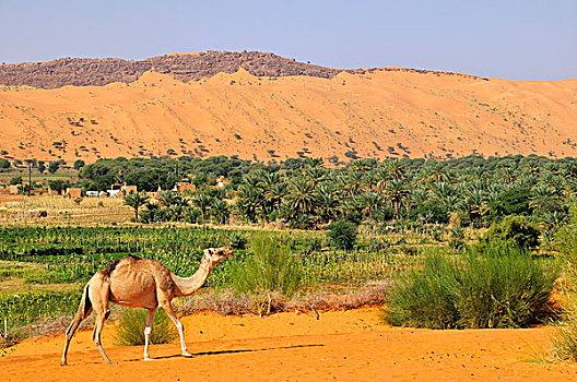 单峰骆驼,绿洲,区域,毛里塔尼亚,非洲