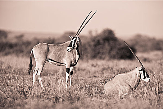 两个,羚羊,土地,肯尼亚