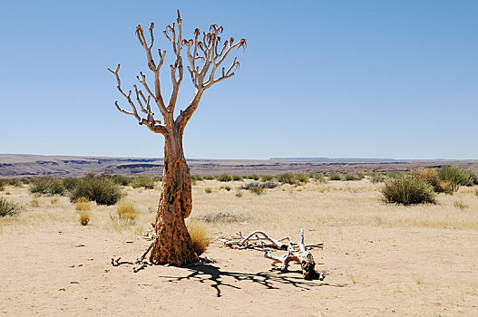 死,抖树,箭筒树,纳米比亚,非洲
