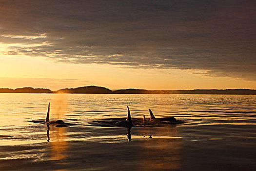 逆戟鲸,日落,约翰斯顿海峡,不列颠哥伦比亚省