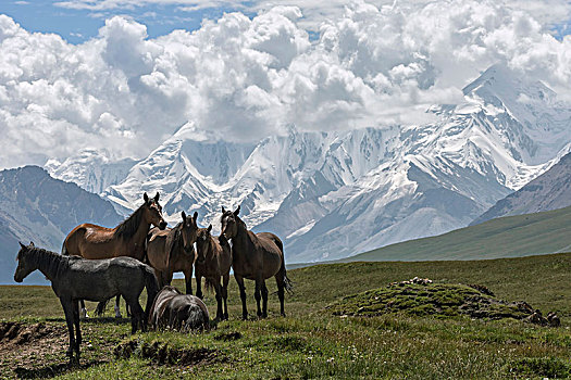 马,放牧,正面,掸邦,雪冠,山,山谷,区域,吉尔吉斯斯坦,亚洲