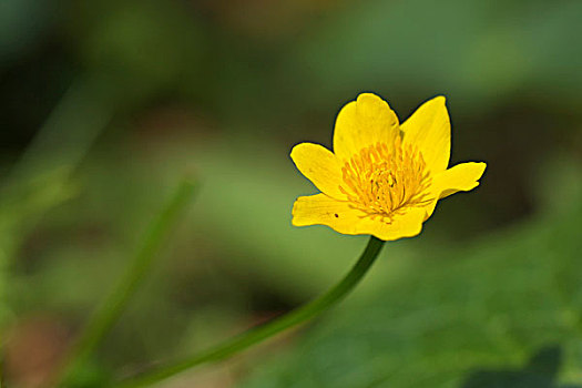 湿地,万寿菊