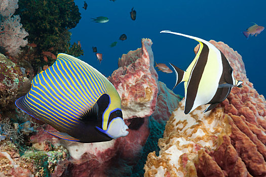 刺蝶鱼,珊瑚礁,刺盖鱼属,科莫多国家公园,印度尼西亚