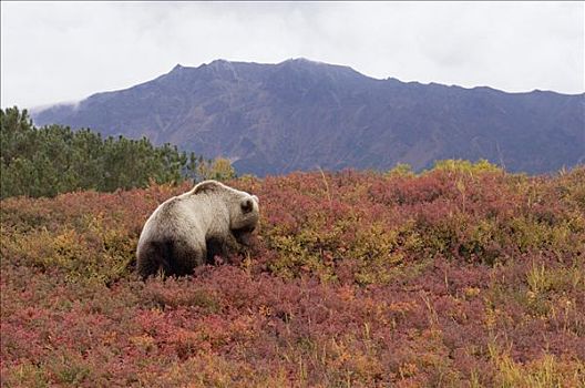 棕熊,觅食,堪察加半岛,俄罗斯